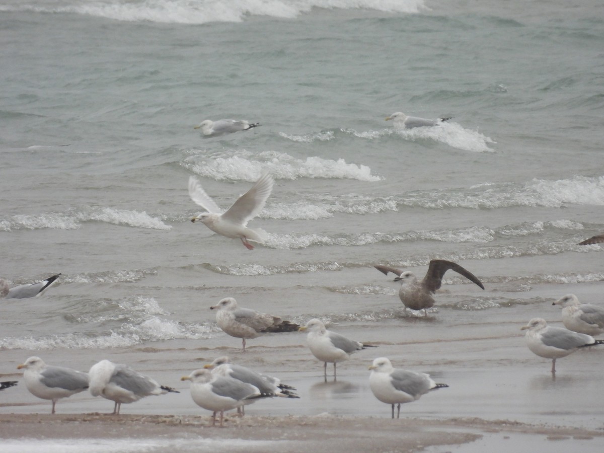 Iceland Gull - ML627786002