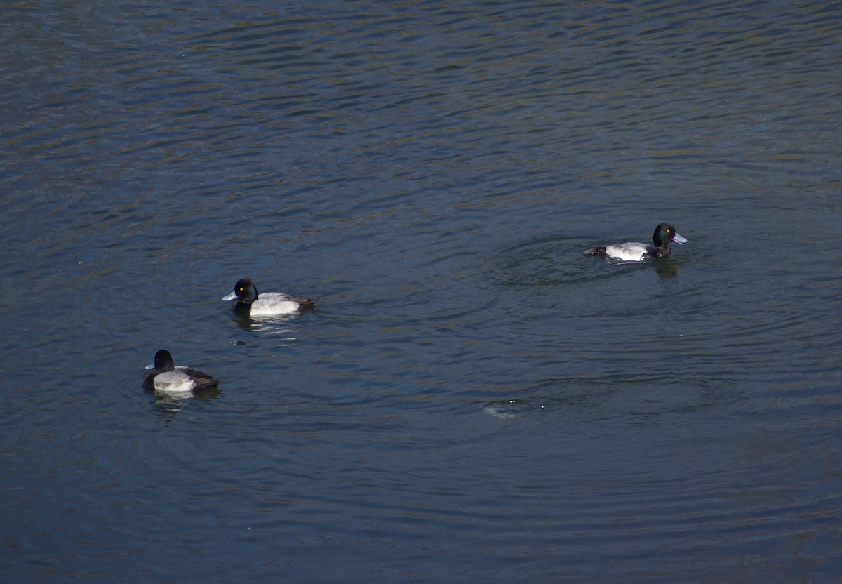 Lesser Scaup - ML627786035