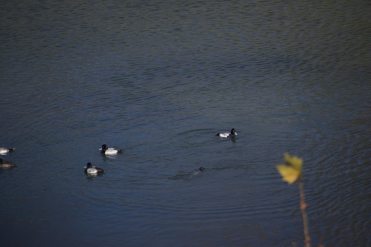 Lesser Scaup - ML627786037