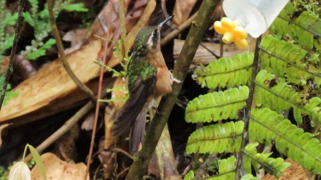 Colibri moucheté (groupe melanogenys) - ML627786099