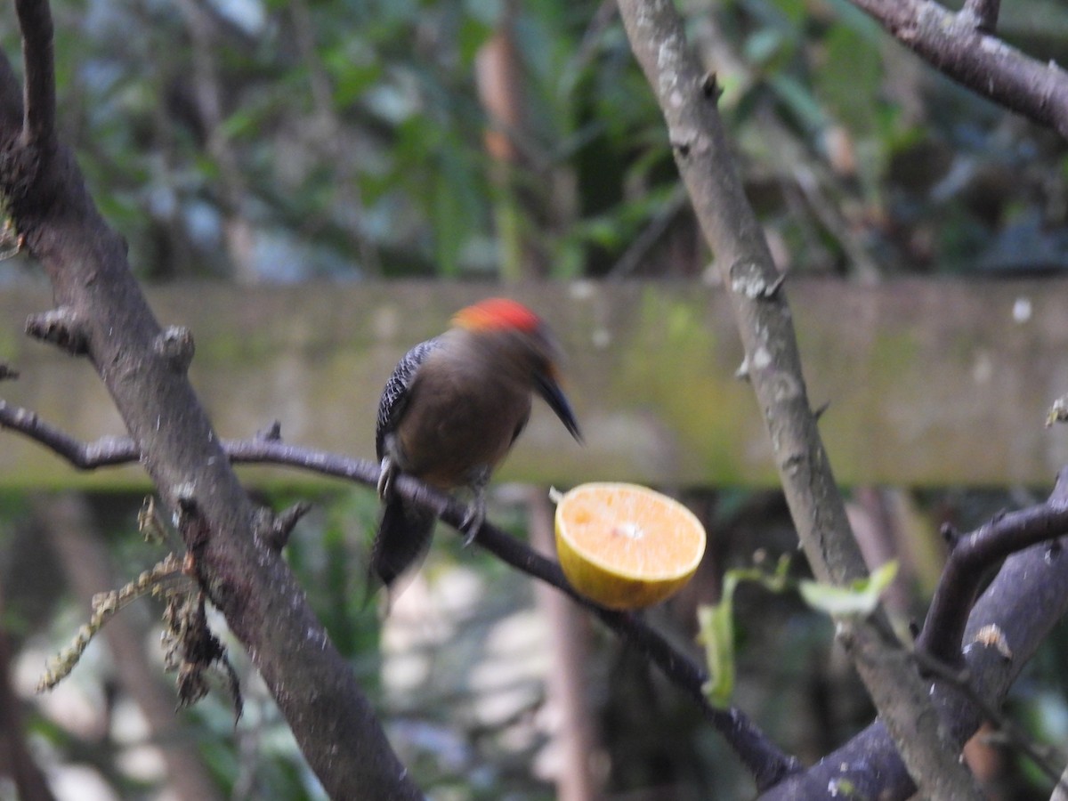 Golden-fronted Woodpecker - ML627786121