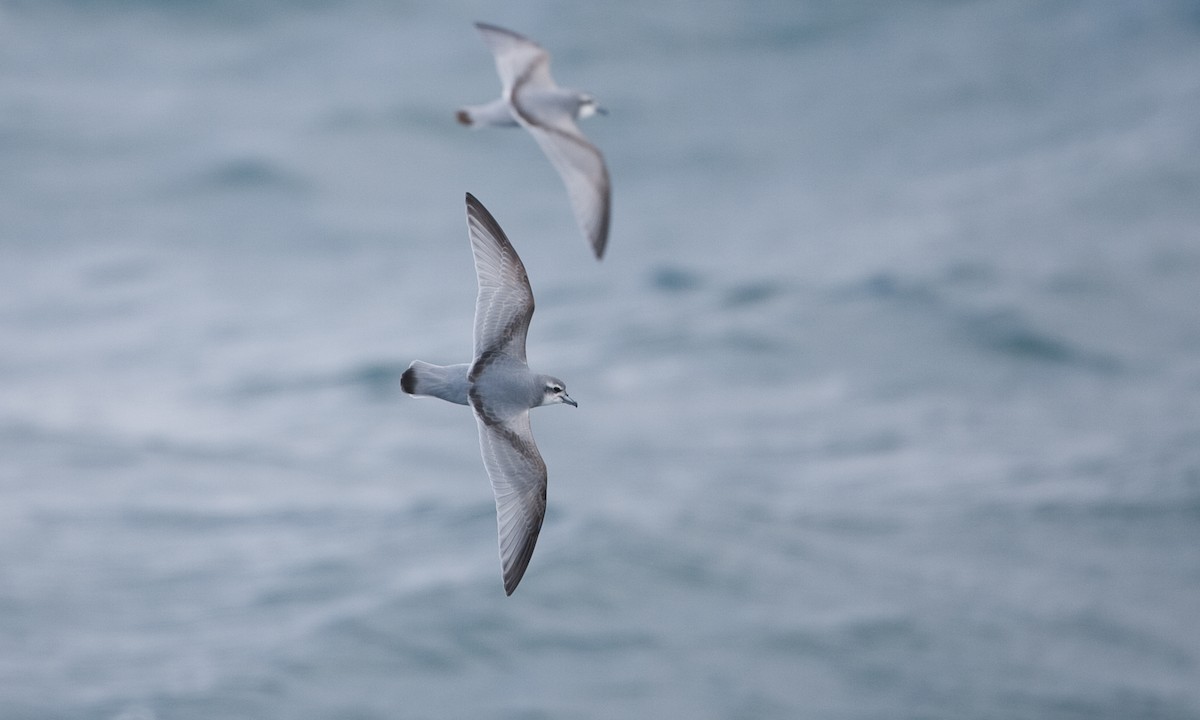 Antarctic Prion - ML627786126