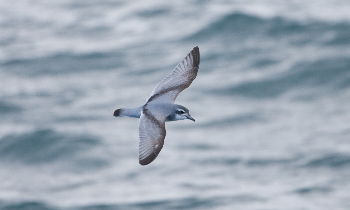 Antarctic Prion - ML627786127