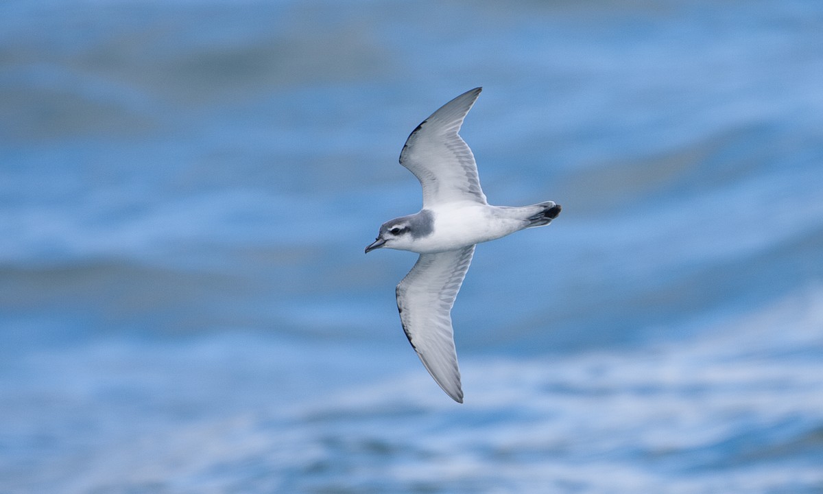 Antarctic Prion - ML627786128