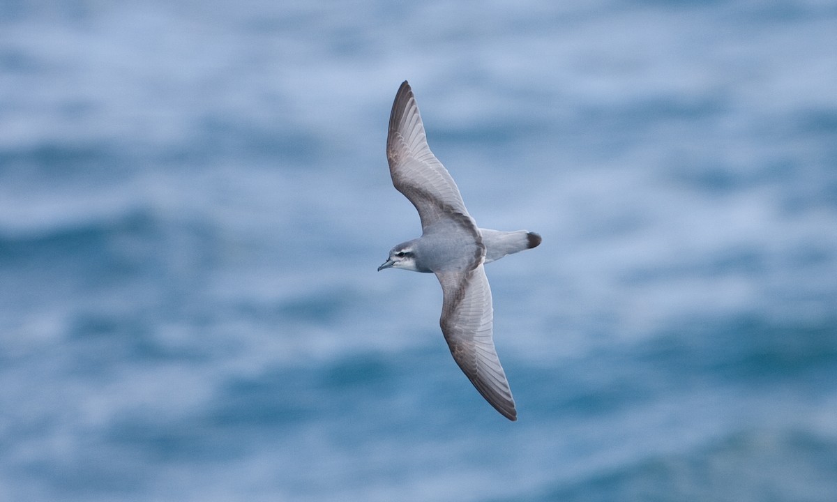 Antarctic Prion - ML627786129