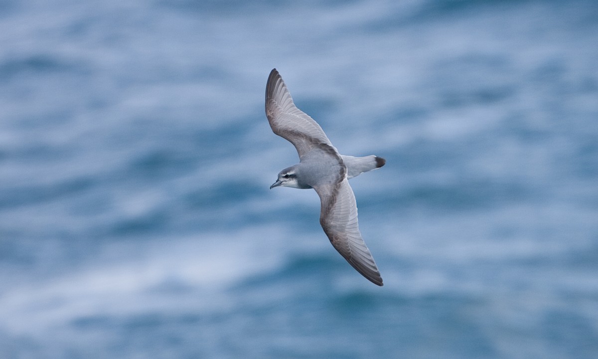 Antarctic Prion - ML627786130