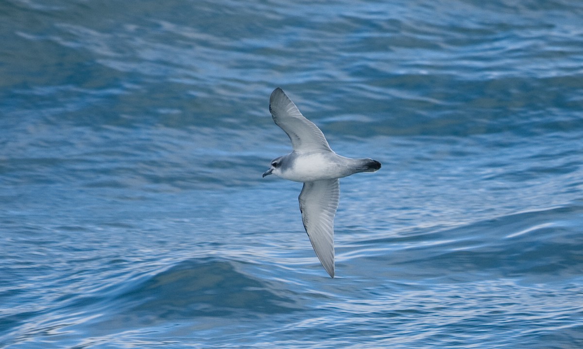 Antarctic Prion - ML627786131