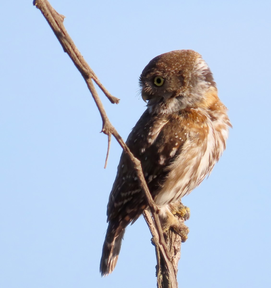 Pearl-spotted Owlet - ML627786172