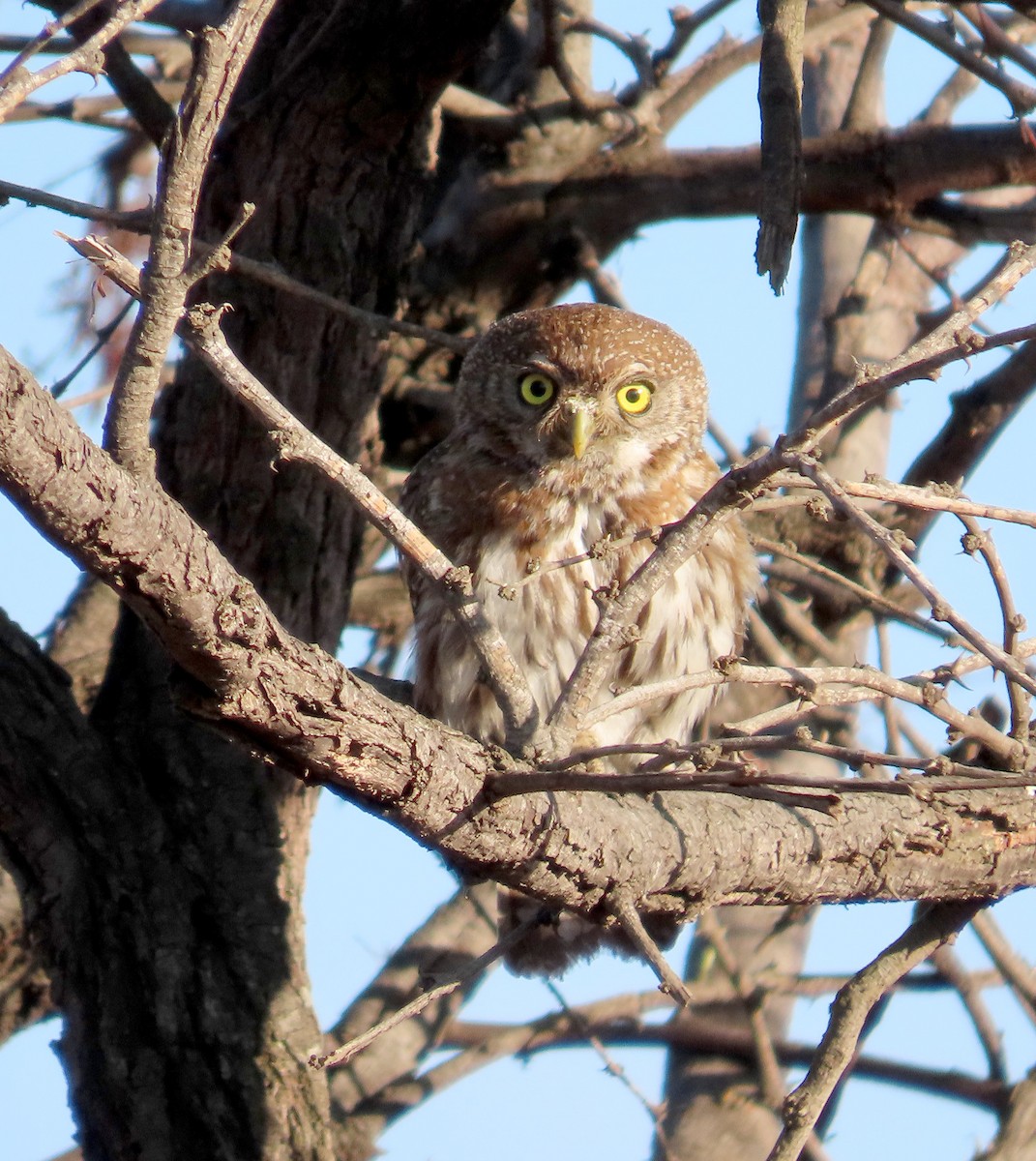 Pearl-spotted Owlet - ML627786173