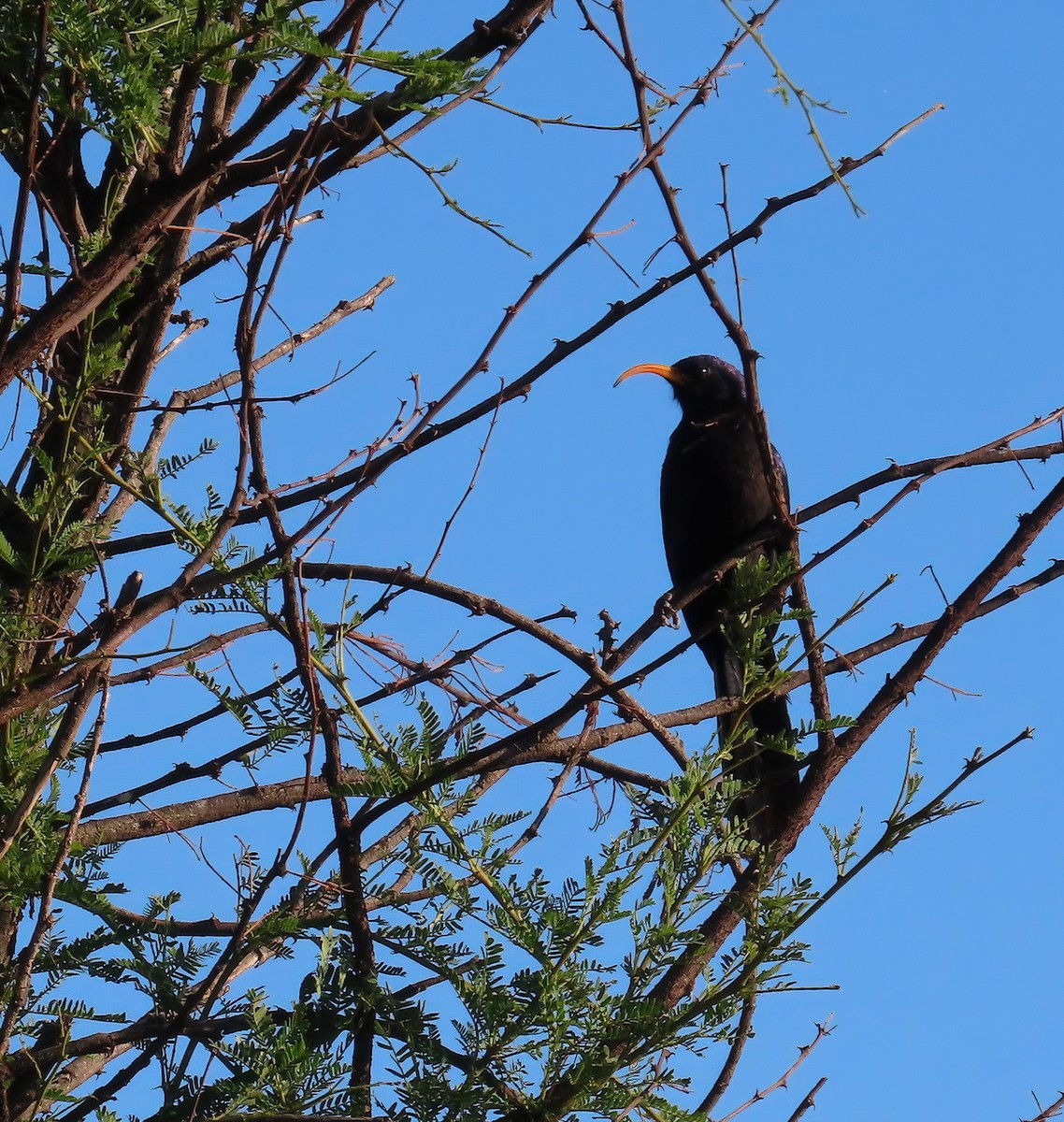 Abyssinian Scimitarbill - ML627786191