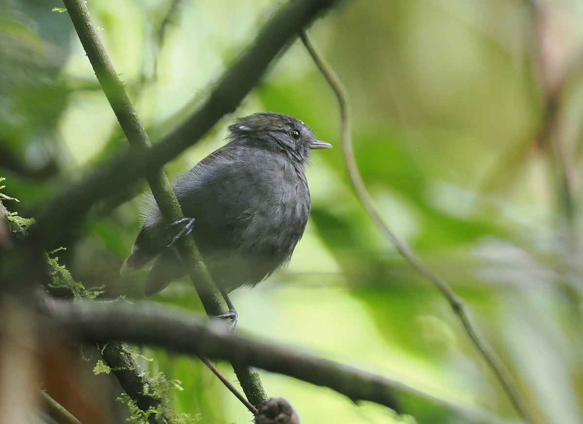 Slaty Gnateater - ML627786199