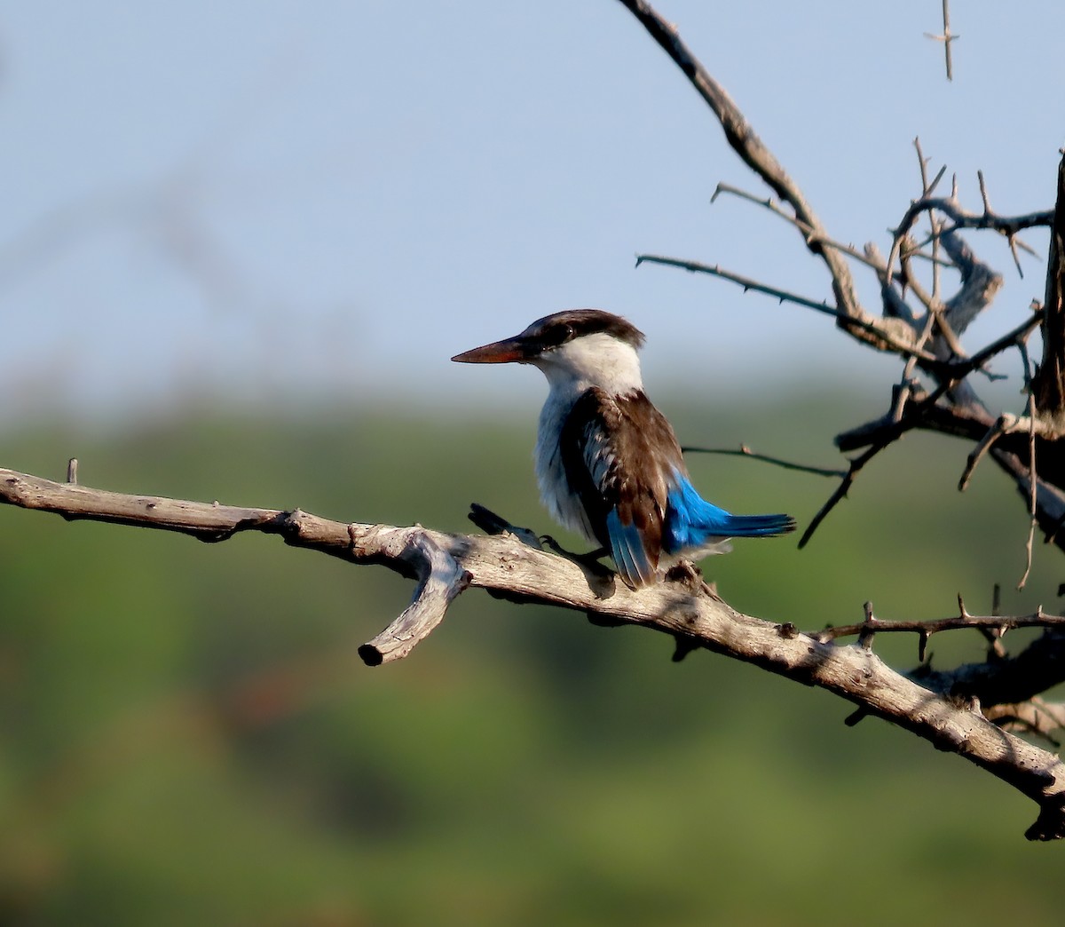 Striped Kingfisher - ML627786210