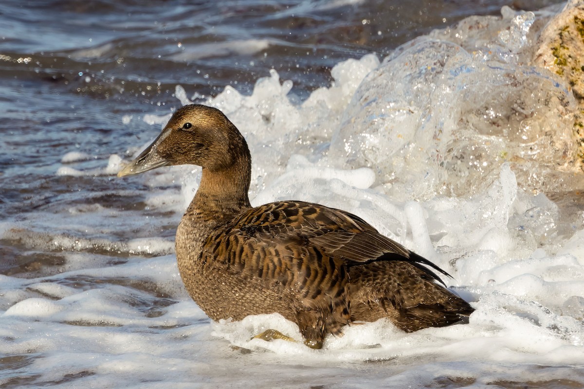 Common Eider - ML627786212