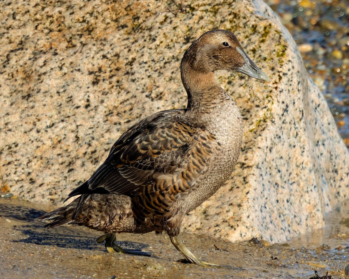 Common Eider - ML627786213
