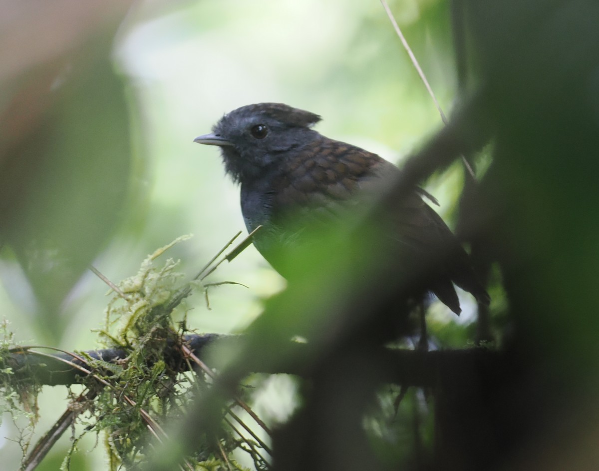 Slaty Gnateater - ML627786214