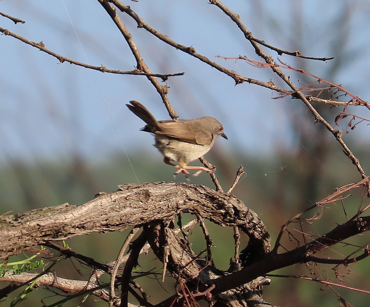 Miombo Wren-Warbler - ML627786220