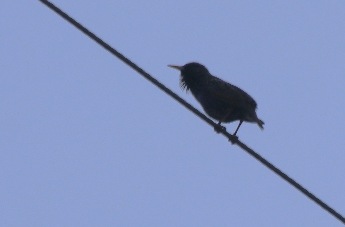 European Starling - ML627786239