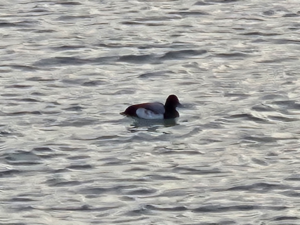 Lesser Scaup - ML627786254