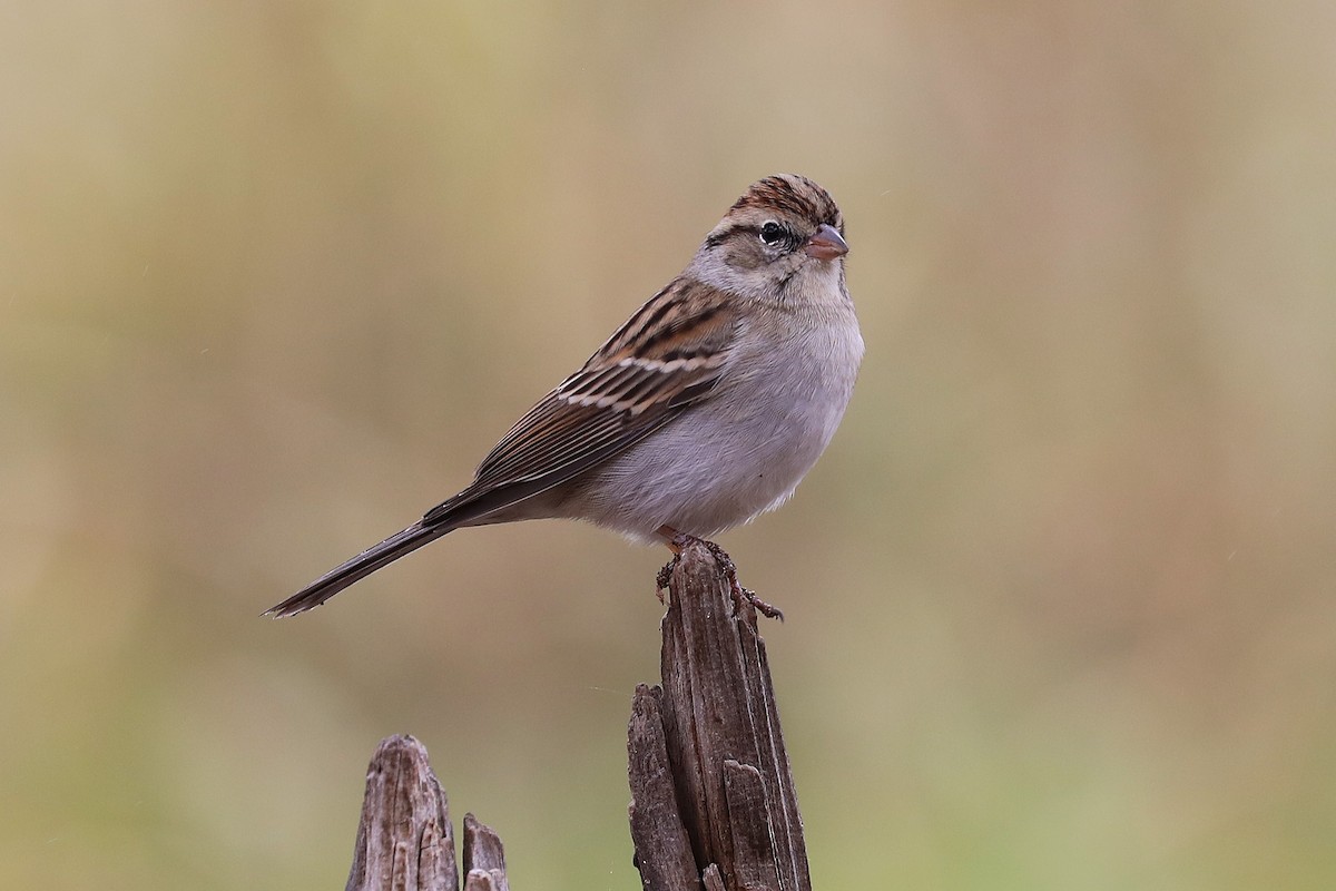 Chipping Sparrow - ML627786261