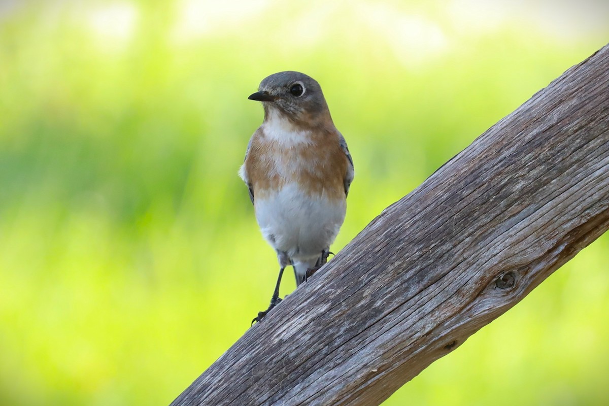 Eastern Bluebird - ML627786267