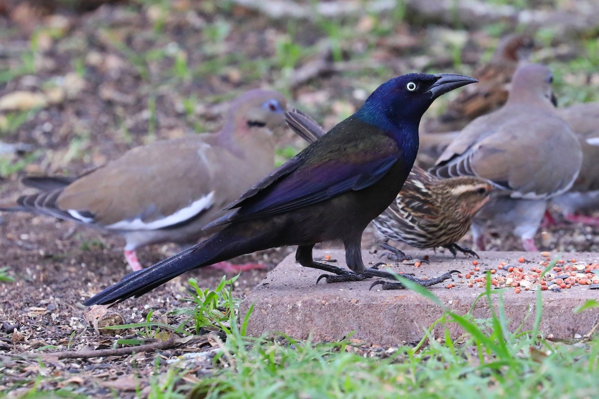 Common Grackle - ML627786283