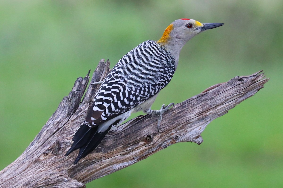 Golden-fronted Woodpecker - ML627786290