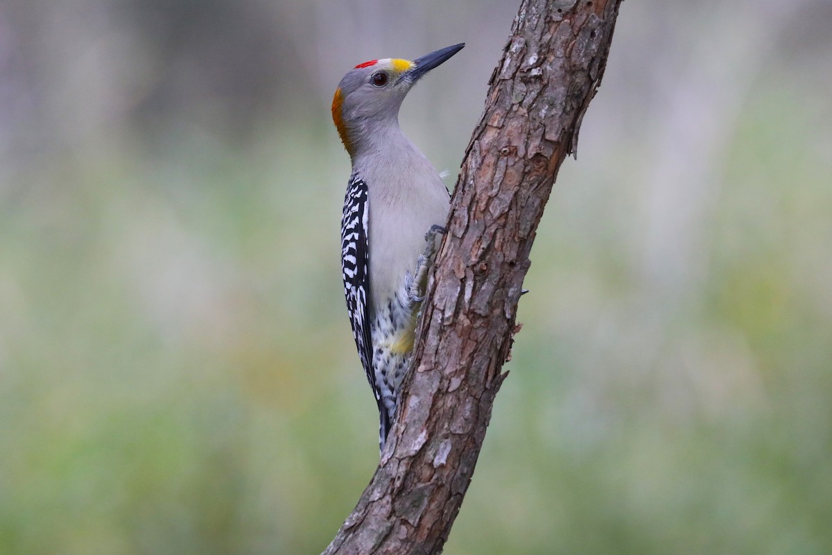 Golden-fronted Woodpecker - ML627786291