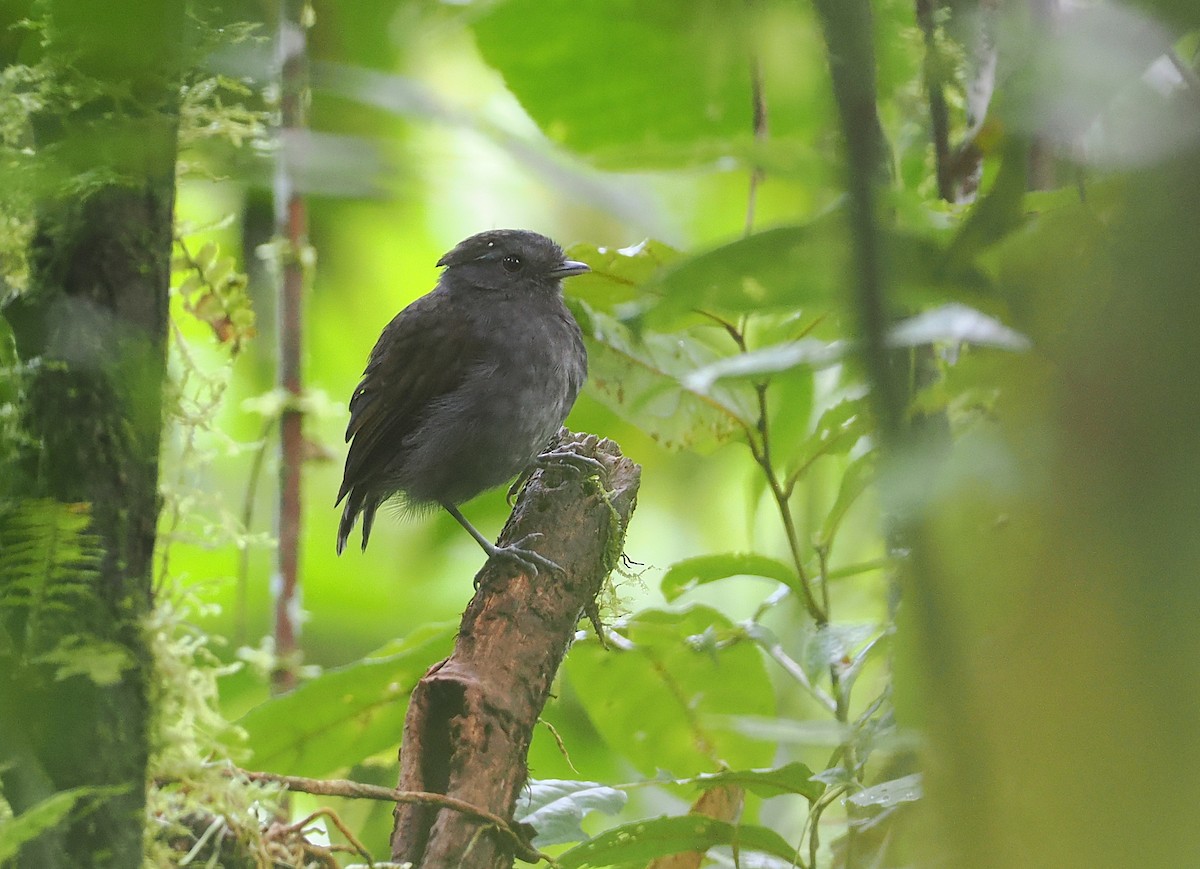 Slaty Gnateater - ML627786314