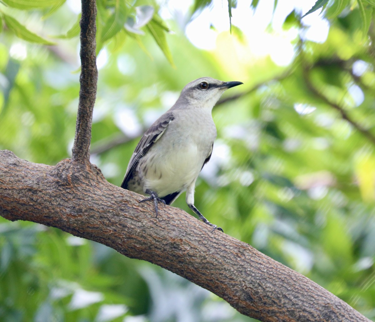 Tropical Mockingbird - ML627786334