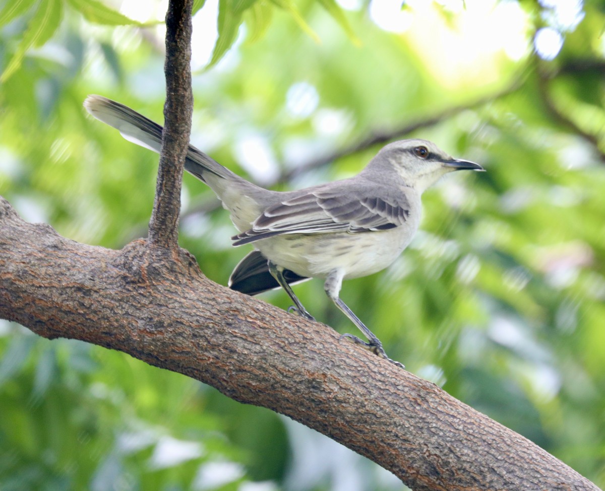 Tropical Mockingbird - ML627786335