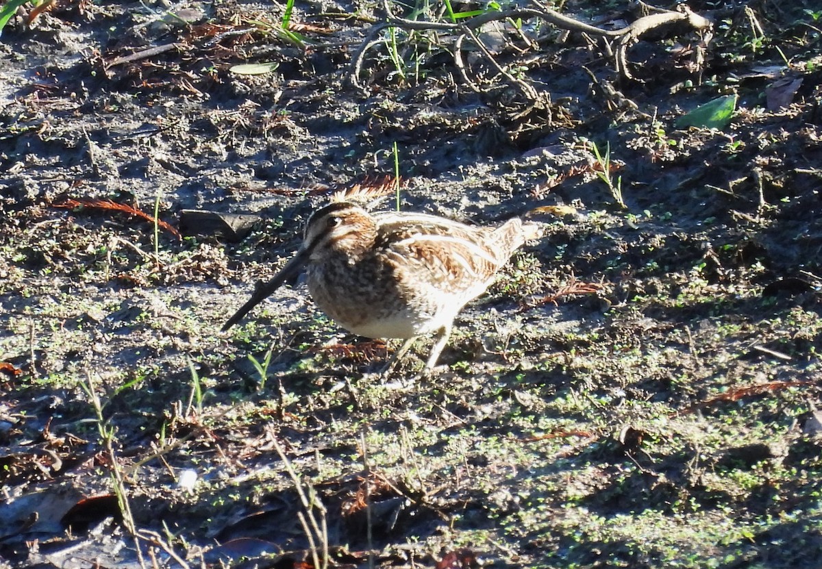 Wilson's Snipe - ML627786361