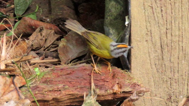 Russet-crowned Warbler - ML627786367