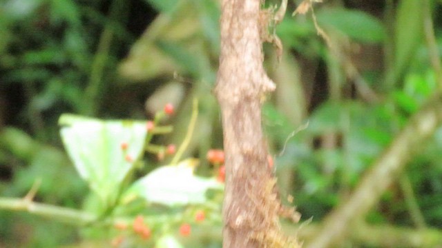 Russet-crowned Warbler - ML627786378