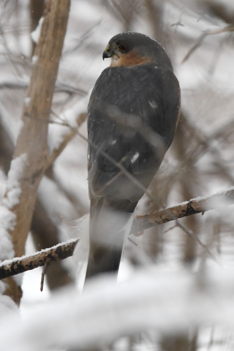 Sharp-shinned Hawk (Northern) - ML627786383