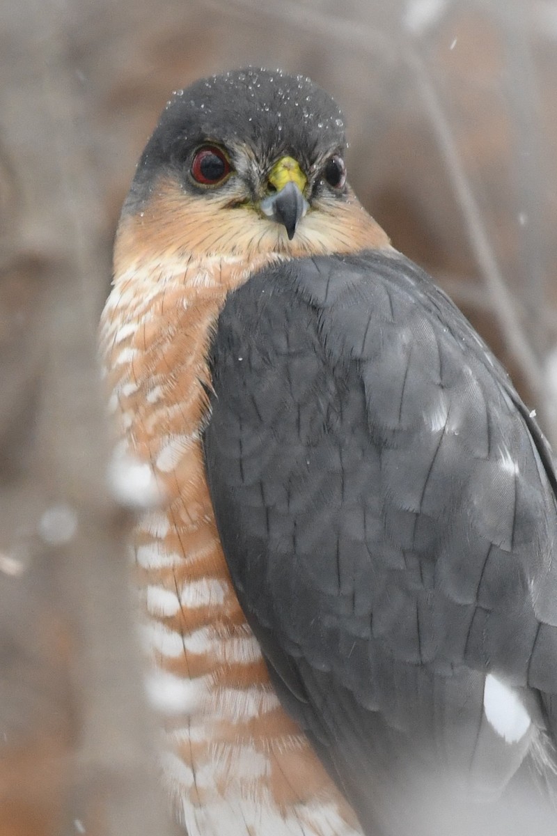 Sharp-shinned Hawk (Northern) - ML627786384