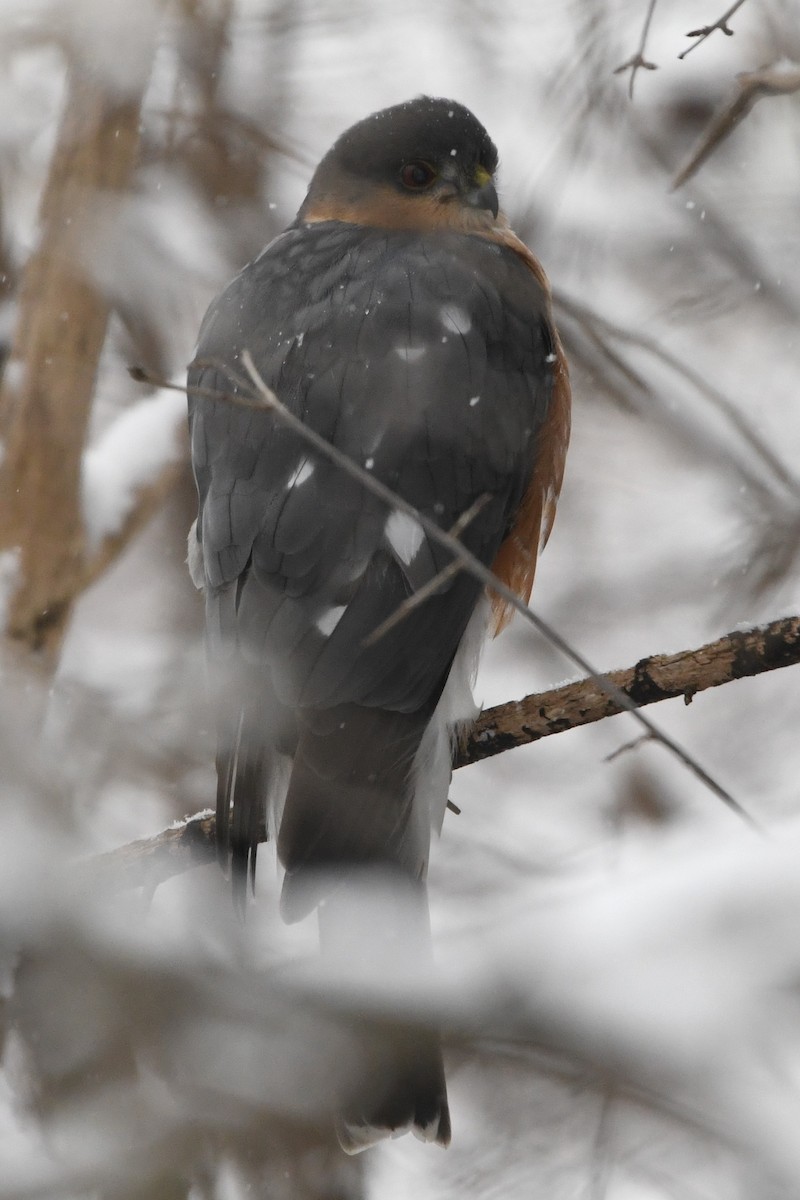 Sharp-shinned Hawk (Northern) - ML627786385