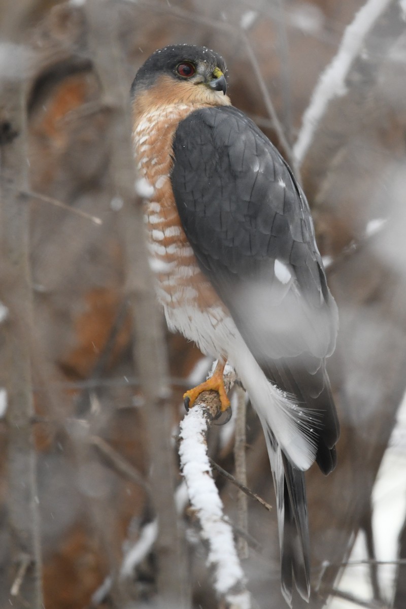 Sharp-shinned Hawk (Northern) - ML627786386