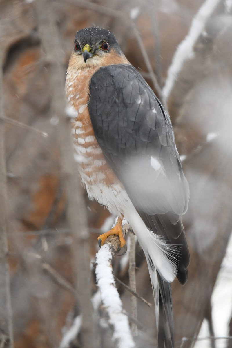 Sharp-shinned Hawk (Northern) - ML627786387