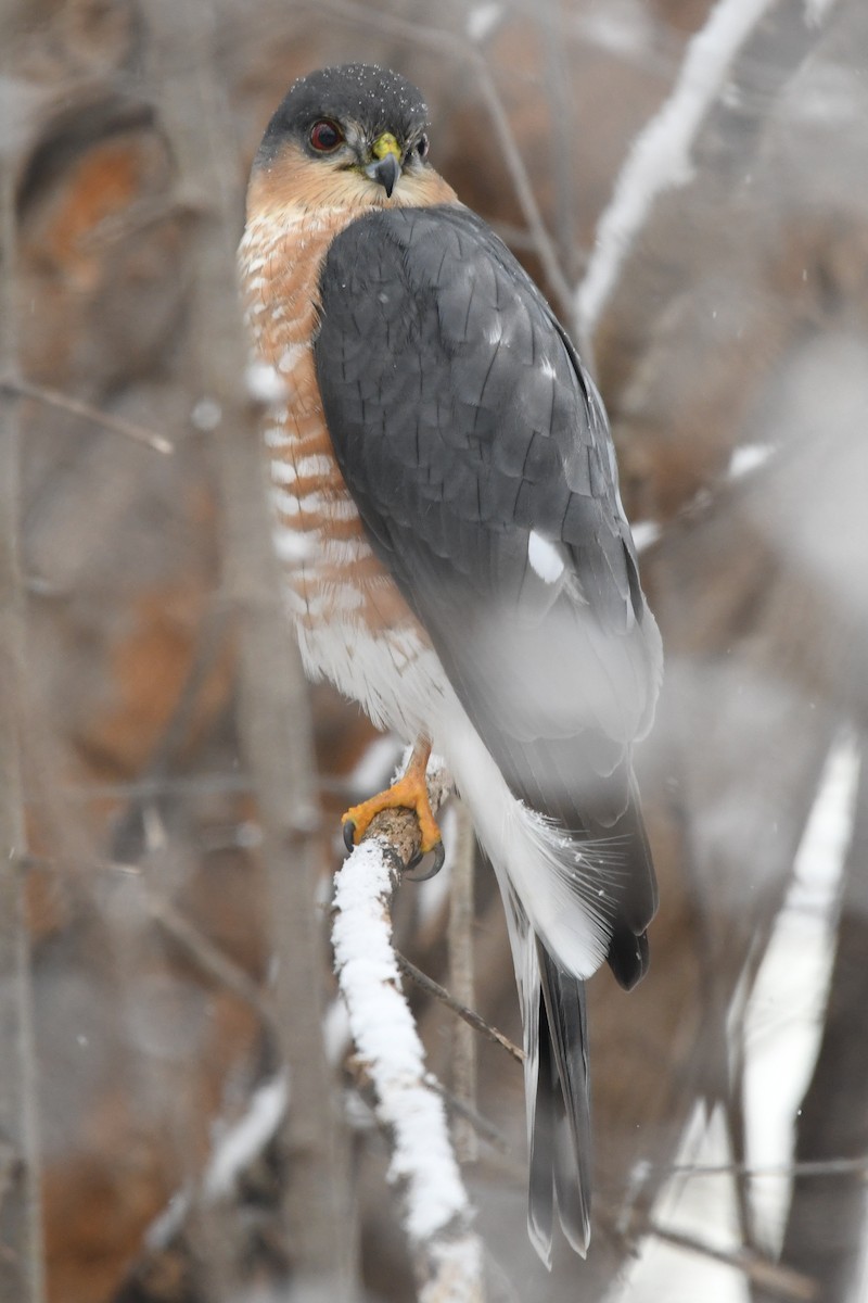 Sharp-shinned Hawk (Northern) - ML627786388