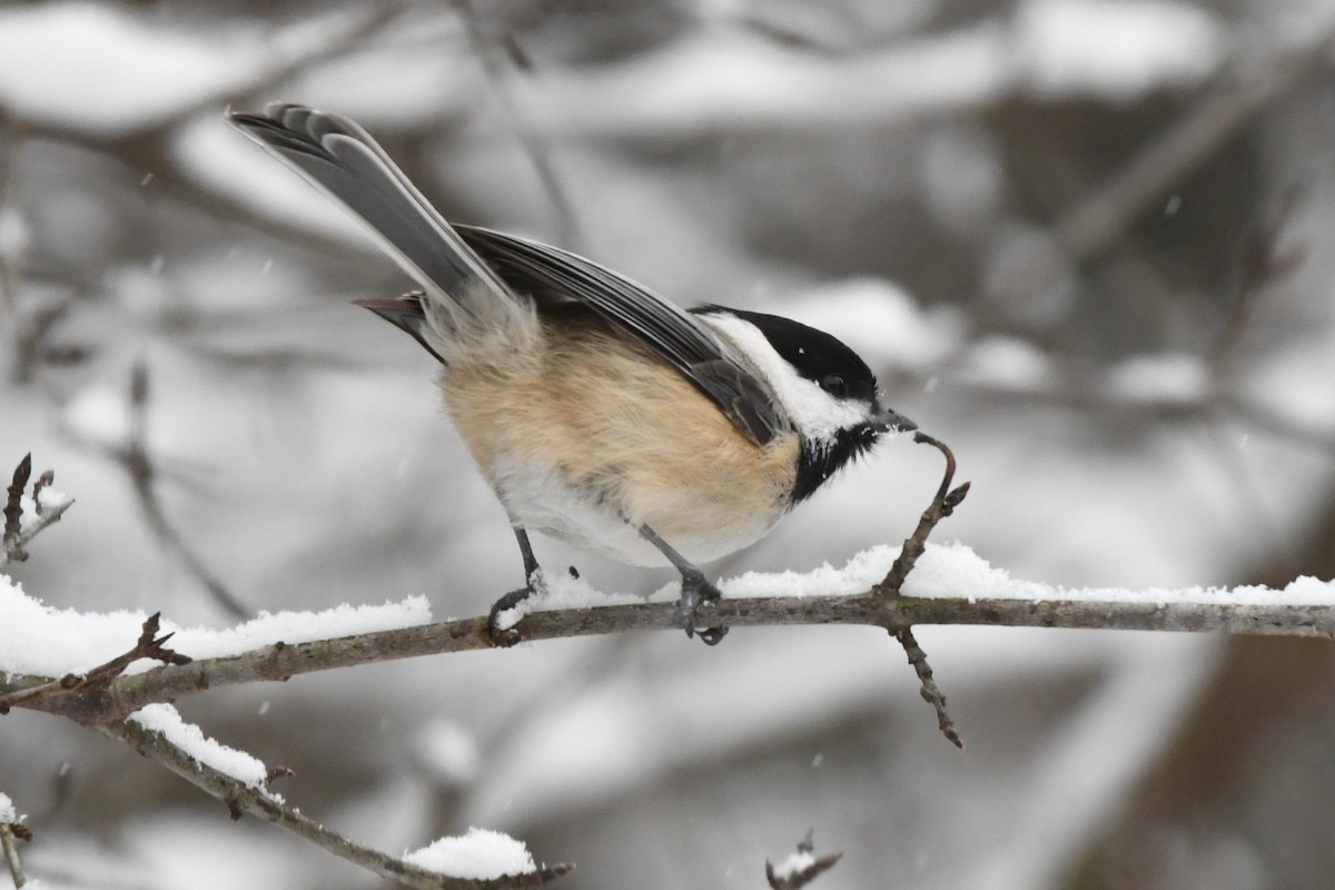 Black-capped Chickadee - ML627786428