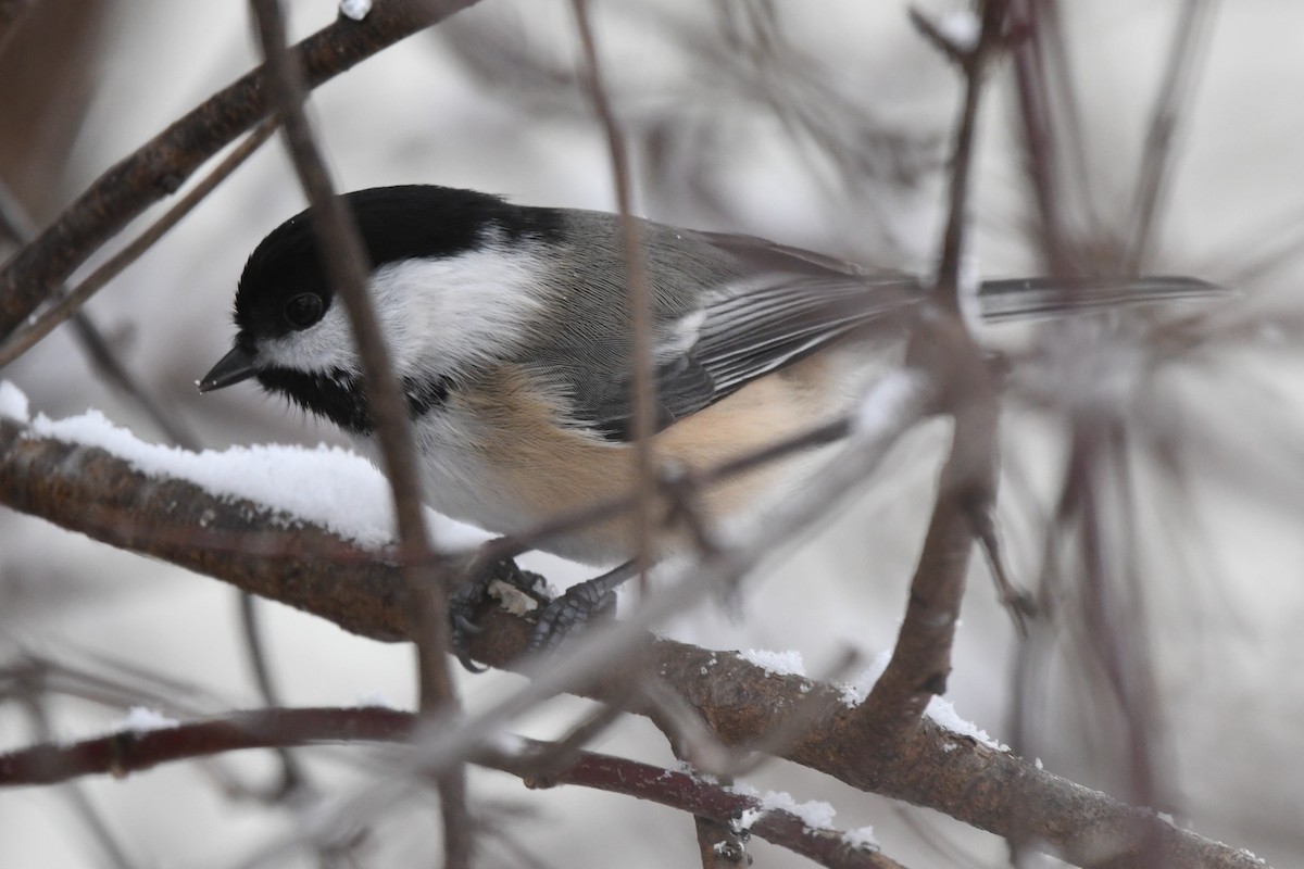 Black-capped Chickadee - ML627786429