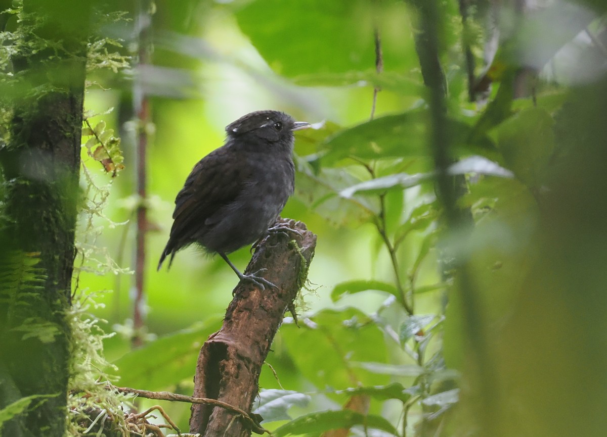 Slaty Gnateater - ML627786440