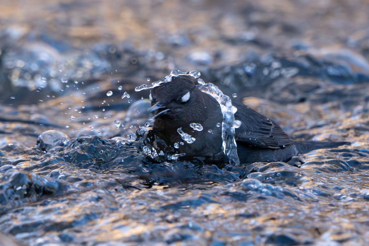 American Dipper - ML627786441