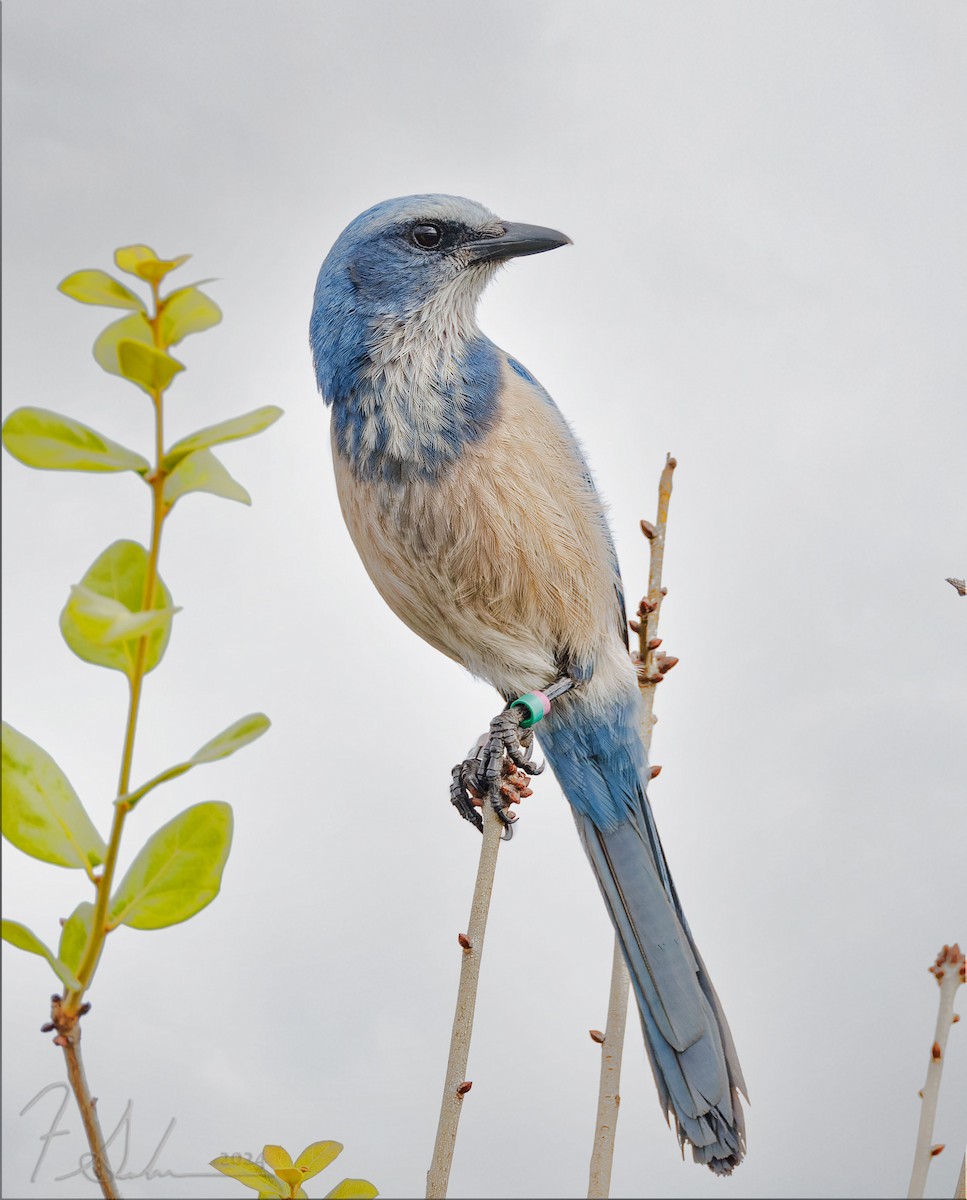 Florida Scrub-Jay - ML627786449