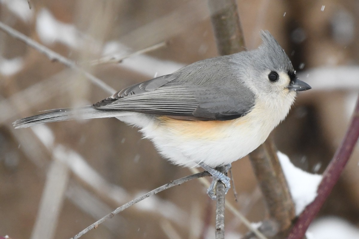 Tufted Titmouse - ML627786451