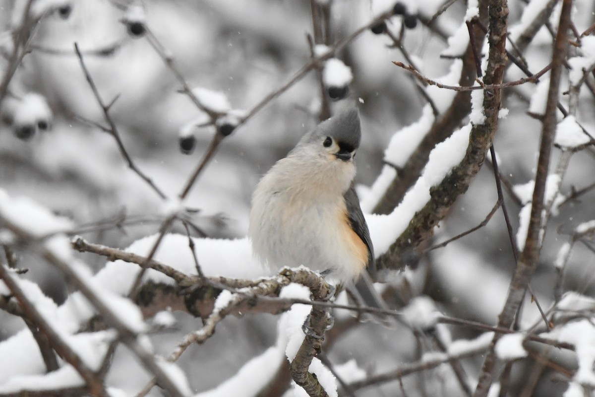 Tufted Titmouse - ML627786452