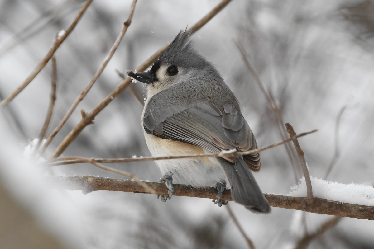 Tufted Titmouse - ML627786453