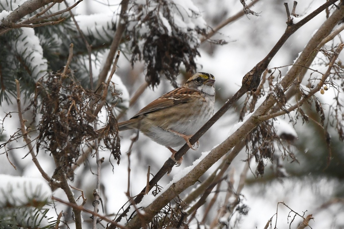 White-throated Sparrow - ML627786472