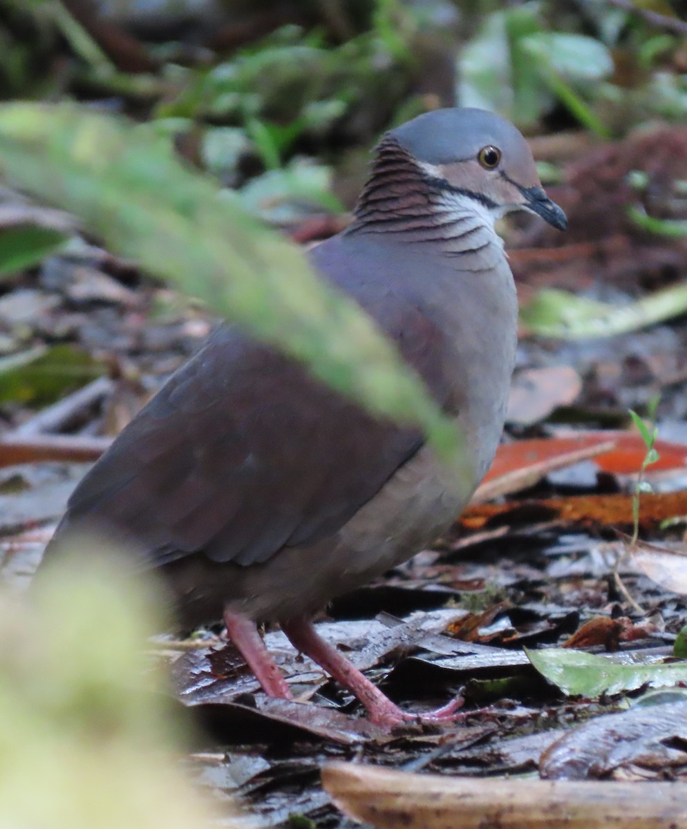 White-throated Quail-Dove - ML627786480