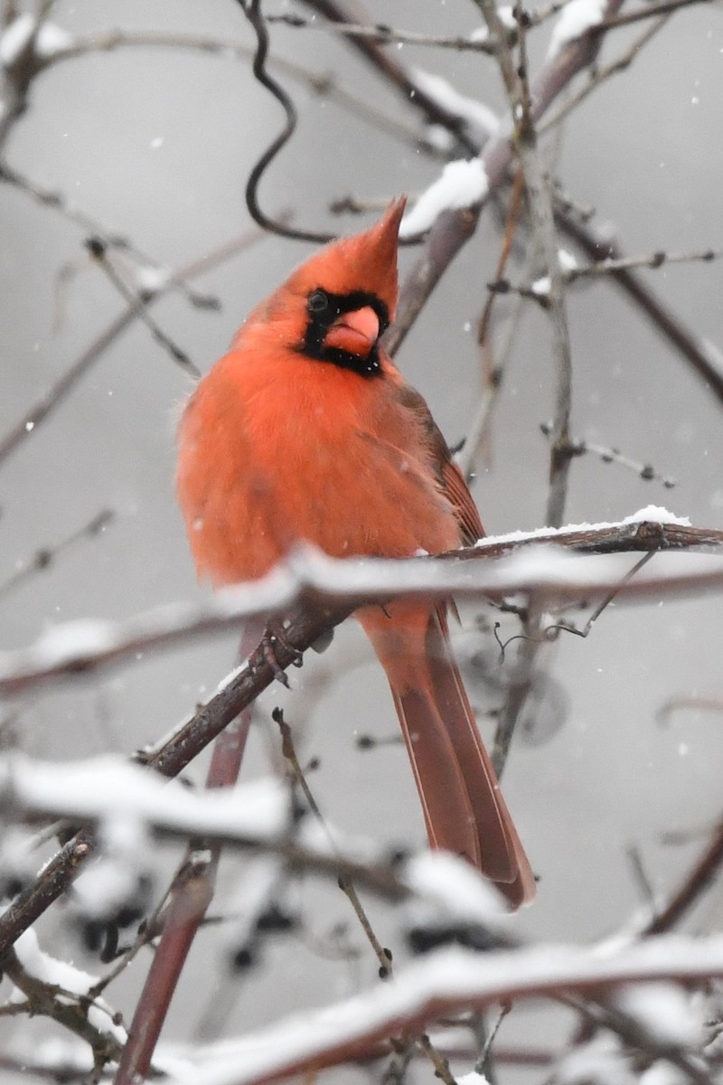 Northern Cardinal - ML627786485